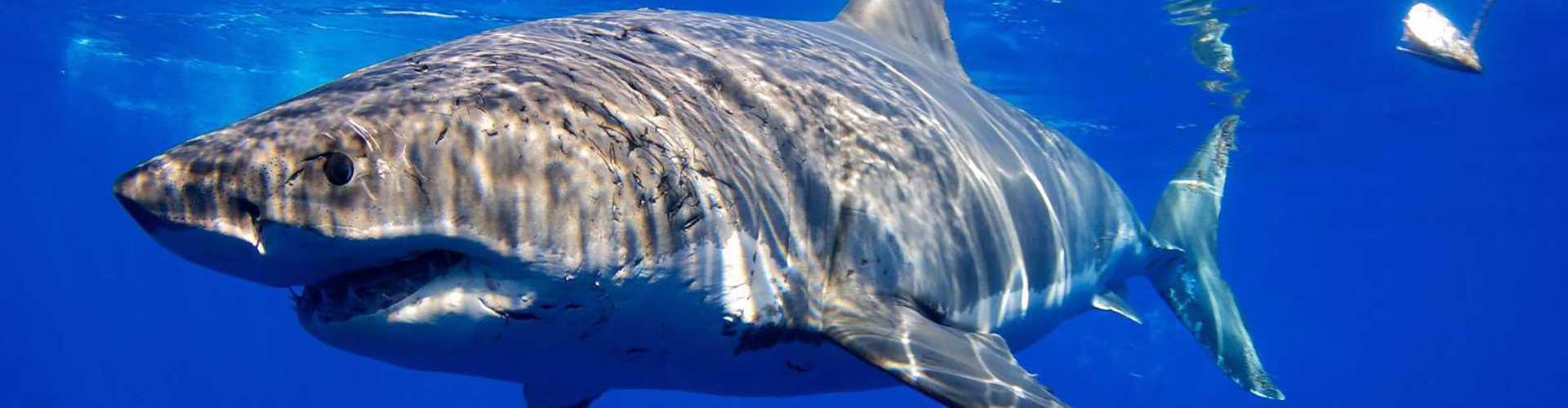 Join us in Guadalupe for a Great White Shark Adventure! August 4 – 9, 2022
